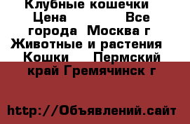 Клубные кошечки › Цена ­ 10 000 - Все города, Москва г. Животные и растения » Кошки   . Пермский край,Гремячинск г.